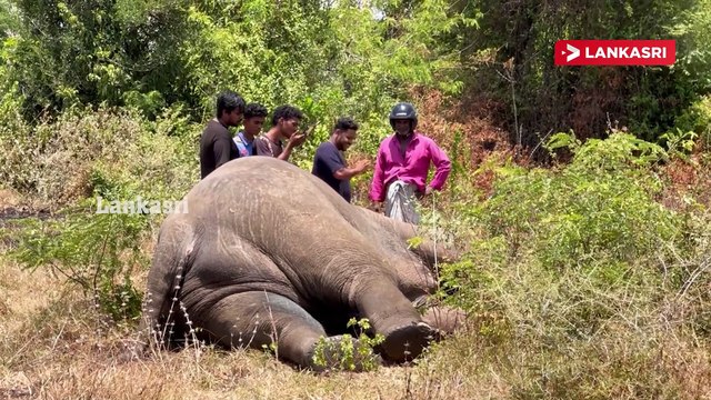 மர்மமான முறையில் உயிரிழந்த யானை.