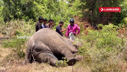 மர்மமான முறையில் உயிரிழந்த யானை.