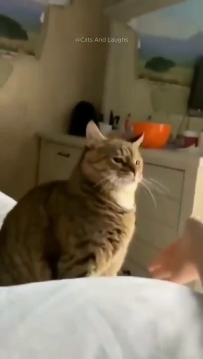 Funny cats  episode 219 #shorts