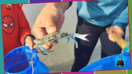 Download Video: Serunya Berburu Kepiting saat Air Pantai Surut di Pangkalpinang, Bangka Belitung