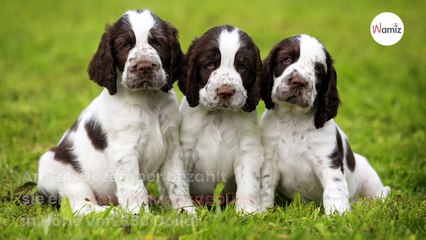 Enttäuschung beim Hundekauf: Was die Familie beim Chow-Chow-Welpen entdeckte 🐶