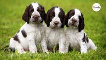 Züchter verkauft goldiges Hundebaby, doch das böse Erwachen folgt prompt!
