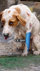 Ce chien s'est fait abandonné mais ...