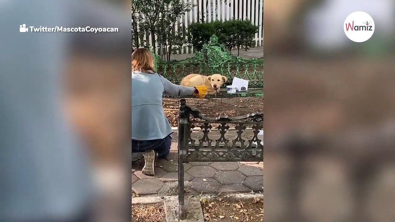 Ein Kind setzt einen Welpen aus: Seine Zeilen gehen durch Mark und Bein