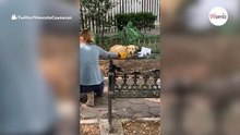 Ein Kind setzt einen Welpen aus: Seine Zeilen gehen durch Mark und Bein