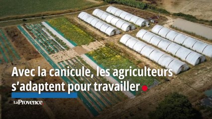 Avec la canicule, les agriculteurs s’adaptent pour travailler