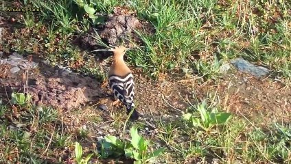 Hoopoe: The King of the Birds