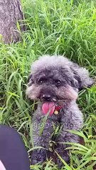 A painful story of a hungry dog #short video #viral#trending