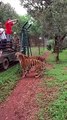 Tiger jumps to catch meat, filmed in slow-motion