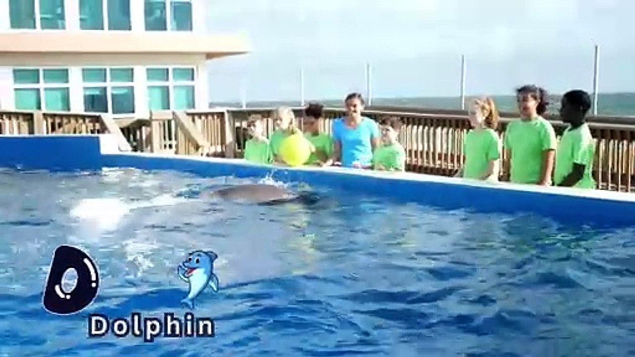 Amazing Dolphins in Action   Must-See Dolphin Moments  Viral Marine Life Video