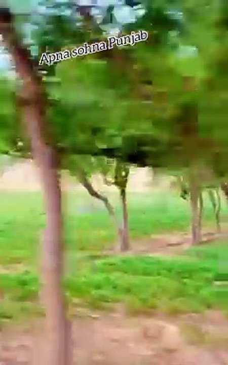 Gaon ka carpet road old culture of Punjab village vlog