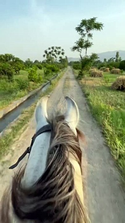 "Majestic Run: The Grace and Power of a Galloping Horse"