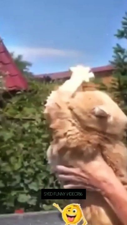 Funny cat video