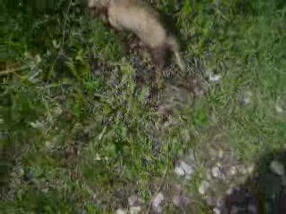 ils courent ils courent les furets (2)