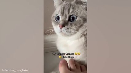 These FUNNY CATS will make you LAUGH SUPER HARD  Funny ANIMALS videos 2024