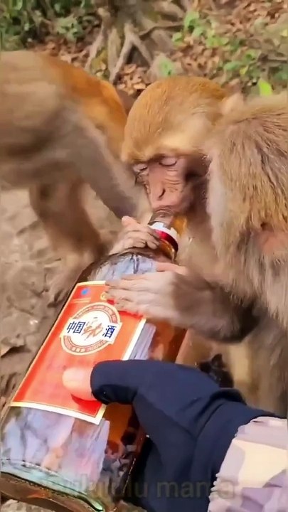 Monkey drinking 