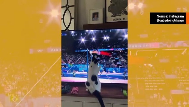 Hulvaton video: kissa tekee kaikkensa häiritäkseen voimistelijaa rekkitangolla