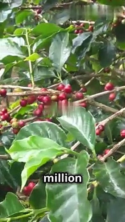 Morning Coffee Cravings The Future of Your Cup!