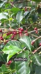 Morning Coffee Cravings The Future of Your Cup!