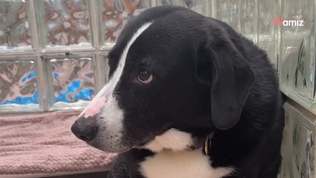 « Pétrifié et le coeur brisé » : 8 ans après son adoption, ce chien est ramené au refuge