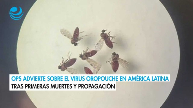 OPS advierte sobre el virus Oropouche en América Latina tras primeras muertes y propagación