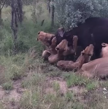 Lion Pride attacks buffalo. #lions #lion #buffalo #animals #wildlife #inthewild #safari