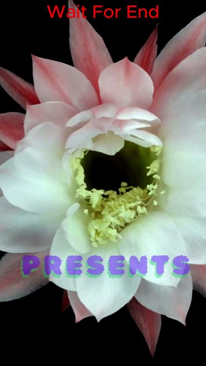 Flowers Blooming in 22 Days 28 Seconds Video #shorts #timelapseblooms