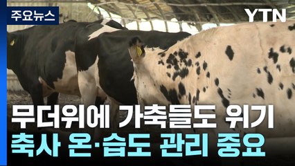 [날씨] 가축들도 '헉, 헉'...여름철 축사 관리법은? / YTN