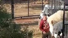 Naughty WHITE LION Jumps on Car #lion