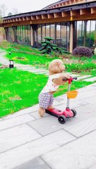 Funny dogs   amazing Funny video so nice like heart.