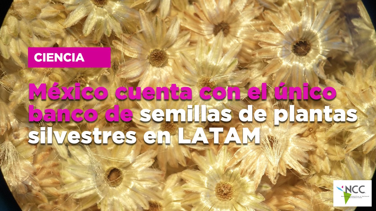 México cuenta con el único banco de semillas de plantas silvestres en LATAM