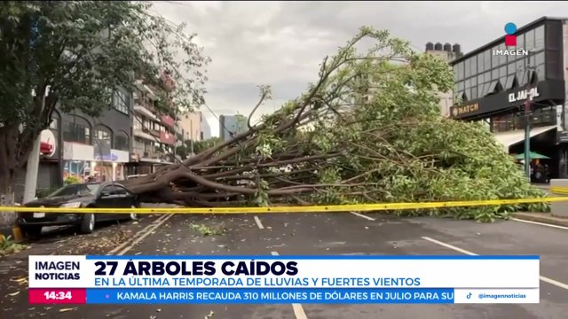 Árbol cae sobre una avenida de la alcaldía Benito Juárez