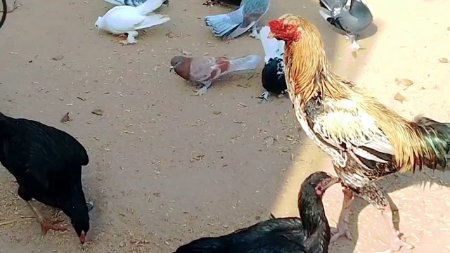 Peafowl pigeons chakor hens all birds video