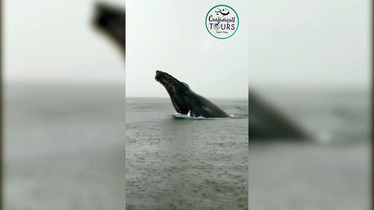 tn7-ballena salta-020824