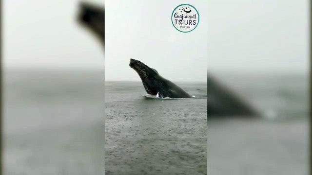 tn7-ballena salta-020824