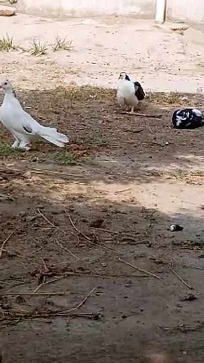 fancy pigeon trending short video