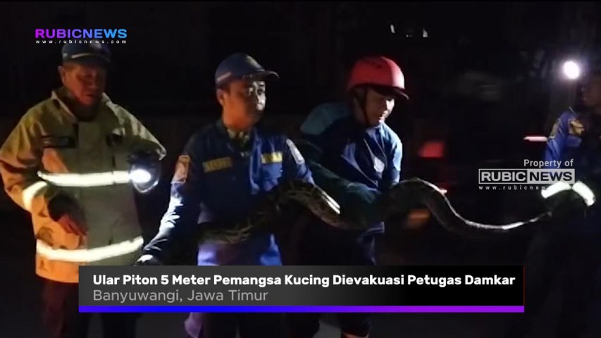 Ular Piton 5 Meter Pemangsa Kucing Dievakuasi Petugas Dinas Pemadam Kebakaran, Seperti Ini Proses Penangkapannya