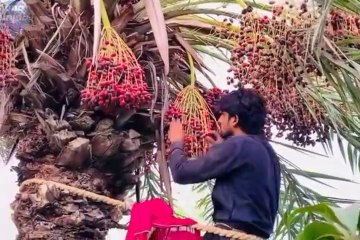 Khajoor Kay Bagh in Pakistan very unique and wonderful in Pakistan