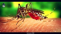 Why Did Allah Create Mosquitoes_ The Answer Will Shock You -  _Miracle of the Quran_(720P_HD)