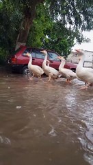 Enjoy raining ❤️