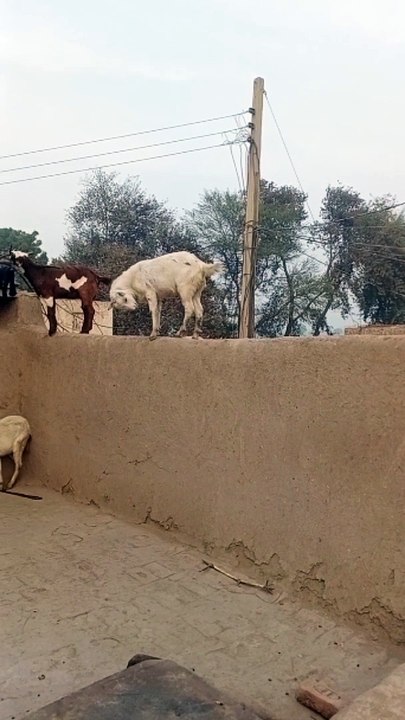 Bakry devar pr chahr gay