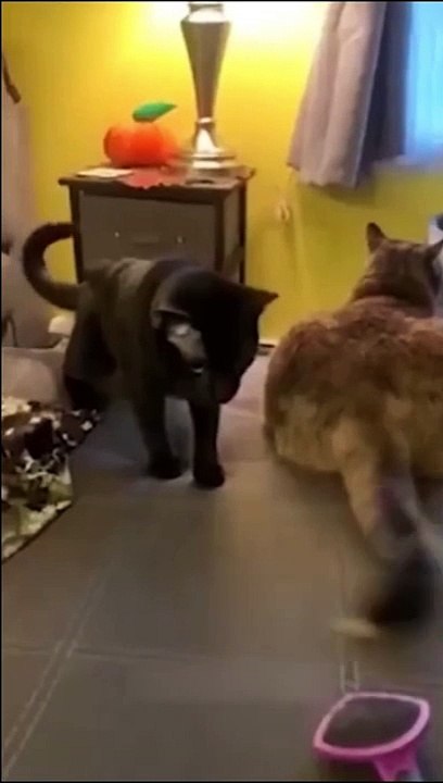 Funny animals - Funny cats / dogs - Funny animal videos 2023 - Part 6/Haypyy Pett