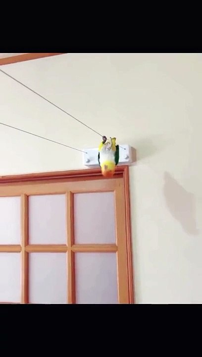 Funny permit video