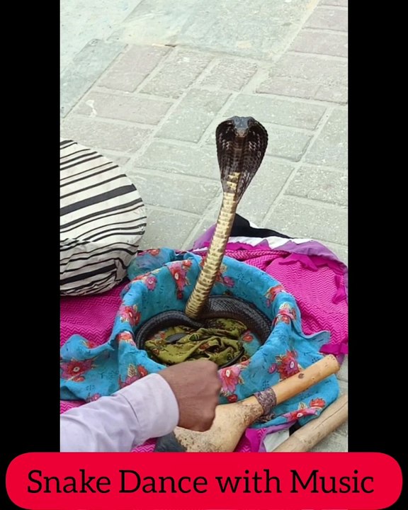 Snake Dance with Music