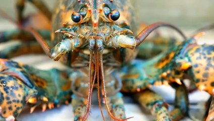 WILD WORLD ANIMALS VISION | EXTREME COLORS [8K HDR]