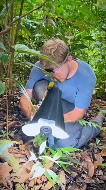 Look closely at the ant first time