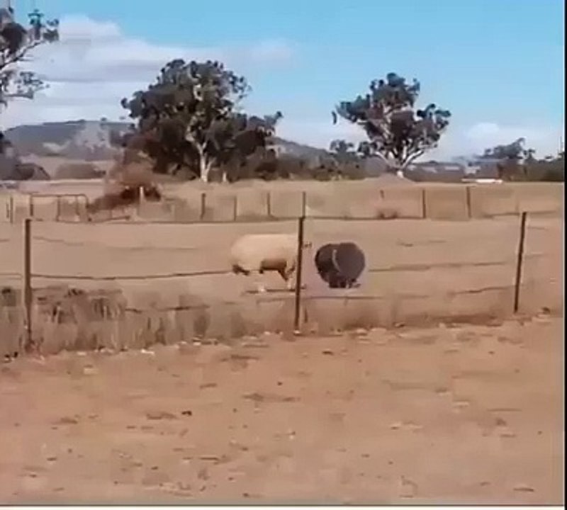 funny