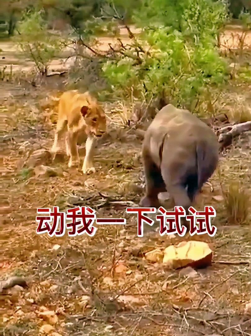 Animals