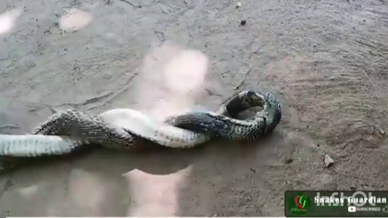 Cobra
