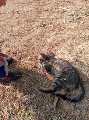 Little baby with babycat sky